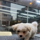 드림독 강아지분양 안심분양센터 김포점 이미지