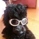 아지발바닥 이미지