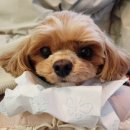 조규만외과동물병원 이미지