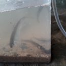 명일중학교 이미지