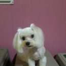 씽크독스쿨 이미지