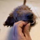 소원동물병원 이미지