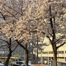 금천교 | 안양천 벚꽃 실시간 현황 개화 상태 (2026.04.02) | 안양천