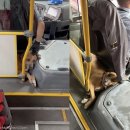 댕댕이버스 이미지