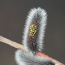 버들강아지 이미지