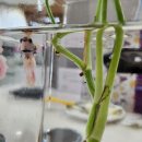 베타봉봉 이미지