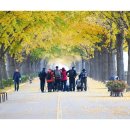 곡교천 은행나무길 이미지