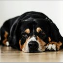 웃는강아지 이미지