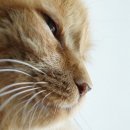 고양이 수염 이미지