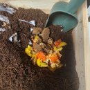 지렁이 밥주기 후기 #지렁이 키우기 #환경교육