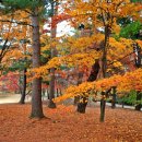 우보 이미지