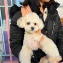 세종애견미용 이미지