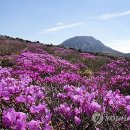 한라산 선작지왓 이미지