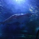 2861 | 시드니 비오는날 가기좋은 실내코스 추천 아쿠아리움, 시드니타워 가격 및 방문후기