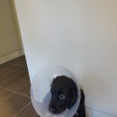 보우동물병원 이미지