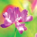 카리브민박 이미지