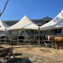 호포승마스쿨 이미지