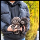 퍼피트렌드 이미지