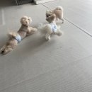 위드펫홈 | [찐후기] 위드펫홈 1년 이용 후기(강추)