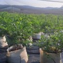 원선농장 이미지