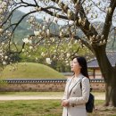 CU보문좋은점 | 대릉원, 보문단지 목련 여행: 초보자를 위한 실패 없는 개화 시기 맞추기