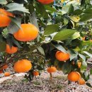 금송농장 이미지