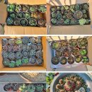 마태농장2 이미지