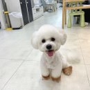 수정애견미용실 이미지