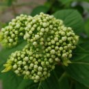 꽃순이농장 이미지