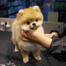 마스터그루밍클럽 이미지