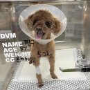 오션동물메디컬센터 이미지