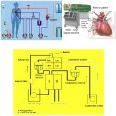 Heart lung machine (인공심폐기) 이미지