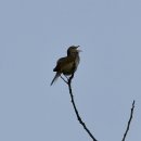 소청도의 휘바람새(bush warbler) 이미지