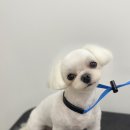 댕바이미 이미지