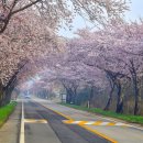 상하리 벚꽃길 이미지