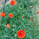 옥정호 황토민박 이미지