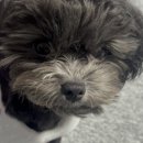 댕댕벅스 이미지