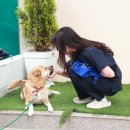 우리 강아지 포인트데일리