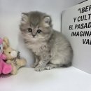 부천강아지분양 고양이분양 24시 데려가개 부천점 | 부천고양이무료분양 브리티쉬롱헤어