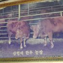 중앙한우농장 이미지