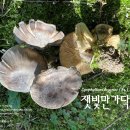 잿빛만가닥버섯 Lyophyllum decastes (Fr.) Singer 1951 이미지