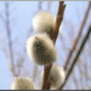 선녀와 강아지 이미지