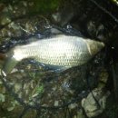 신장소류지 이미지