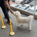 펫더가든 | 대구 서구 중리동 강아지 유치원 젠틀펫킨더에서 림보일일체험 했어요