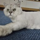 호호냥(Hohonyang) 이미지