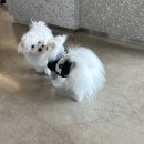 도그앤조이(Dog&Joy) | [경기 김포] 마산동 새로 오픈한 실내 애견카페, 도그앤조이