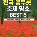 섬진농장 | 전국 꽃무릇 축제 명소 BEST 5｜선운사·불갑사·함평 개화시기 안내