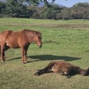 제주특별자치도 축산생명연구원 이미지