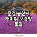 봉천마을 | 문경 봉천사개미취축제 2025 실시간 개화 상황과 입장료
