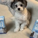 델리스 | 소화 잘 되는 호주산 락토프리 강아지우유 델리스 코시 펫밀크 후기